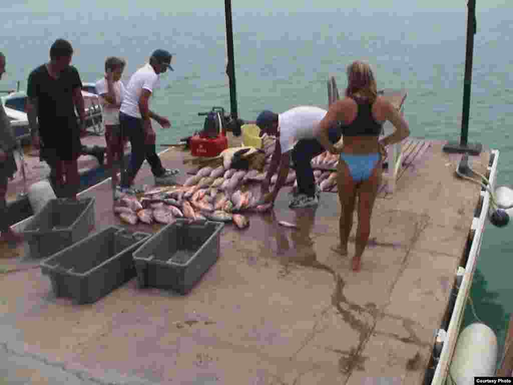 Alexis y Antonio Castro (izq) contemplan la pesca del día en el muelle de Cayo Piedra. Se distingue una caguama, especie protegida, volteada sobre su concha. (Luis Domínguez) 